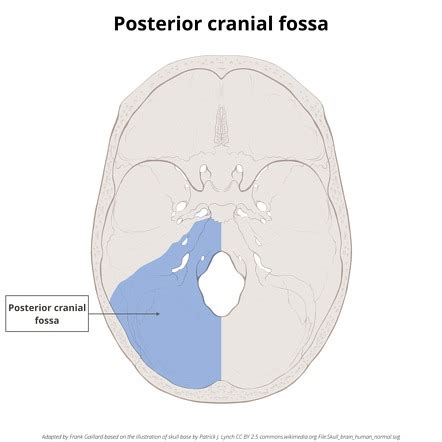 Posterior Cranial Fossa Bones