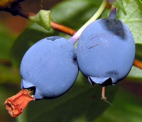 Bilberry - Fruits And Vegetables