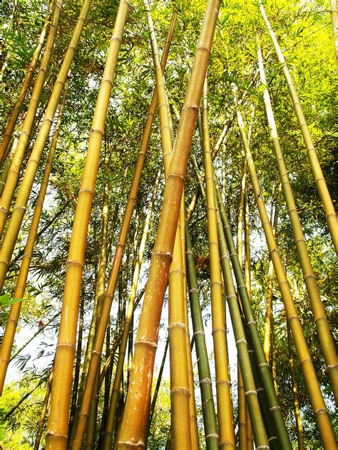 HD wallpaper: asia, bamboo, bamboo trees, beautiful, branch, bright, environment | Wallpaper Flare