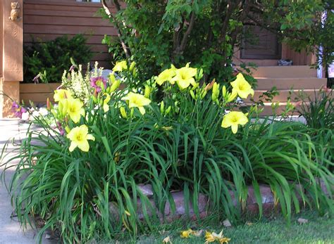Harriet's yellow daylilies in front yard | normanack | Flickr
