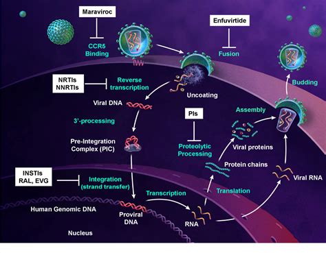 Strand transfer inhibitors of HIV-1 integrase: bringing IN a new era of antiretroviral therapy ...