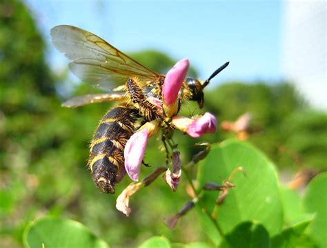 Japanese Bee | Very large Japanese Bee | David Broberg | Flickr