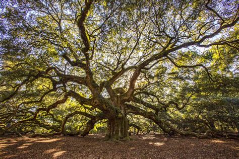 A Quick but Complete Review of Common Oak Tree Species