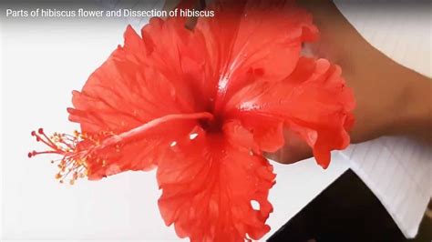 Diagram Of Hibiscus Flower