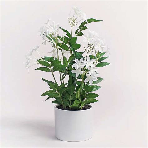 Jasmine Plant in White Pot | Dunelm | Jasmine plant, Artificial flowers ...