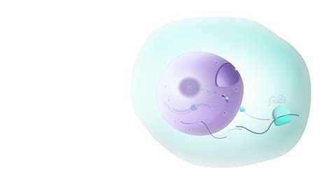 Cell Nucleus Cartoon