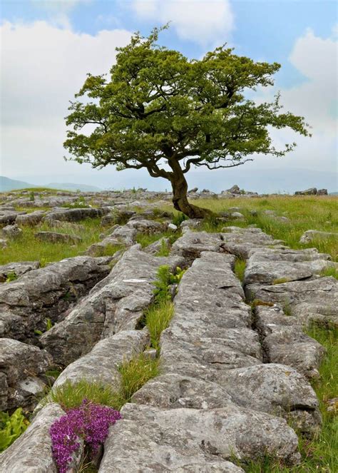 Holiday Parks | Yorkshire - Perfect Parks