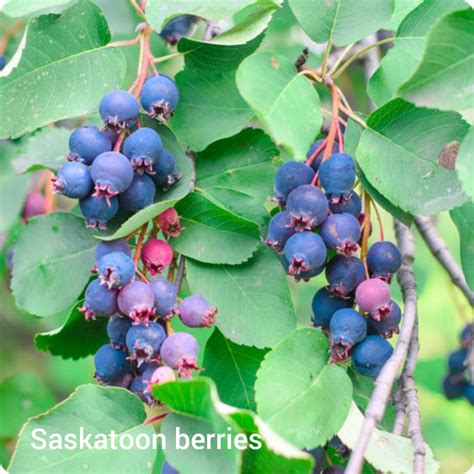 Saskatoon Berry - Blind Trapper Holistic Foods