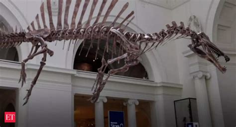 field museum: US: Spinosaurus makes debut at Chicago's Field Museum ...