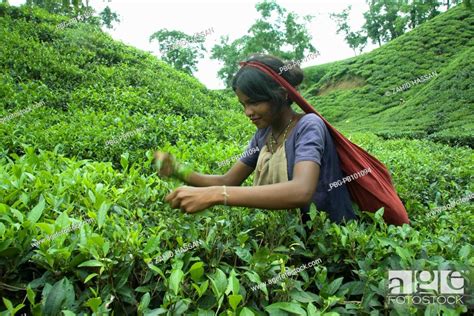 Woman tea plucker works at tea garden at Srimangal, Bangladesh Tea is a ...