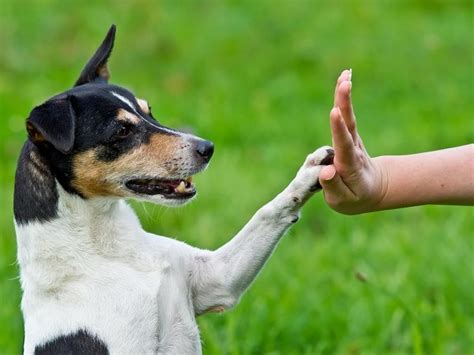 Three Fun Tricks to Teach Your Dog