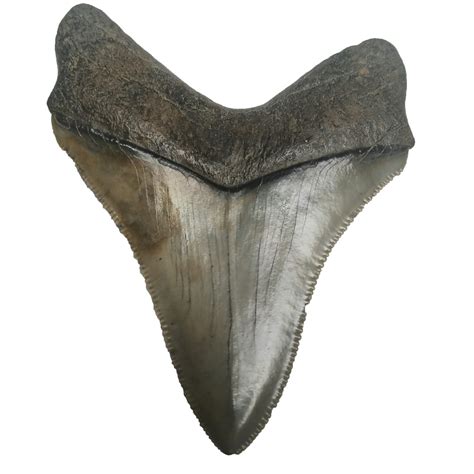 Shark tooth png png picture download