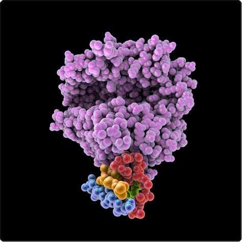 ACE2 and pattern recognition receptor genes increase with age