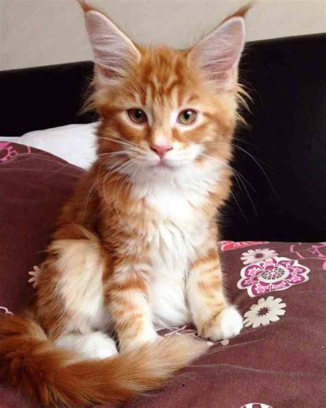 Tiny kitten grows into the world's longest cat, according to Guinness World Records