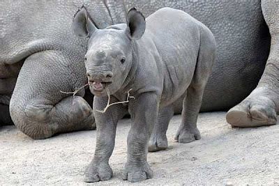 Creature Talk!!: Black Rhino Calf