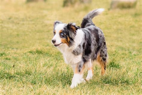 Do Australian Shepherds Have Tails? Bobbed Tail vs. Normal Tail