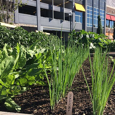 Assembly Row Is Home to a Thriving Urban Garden