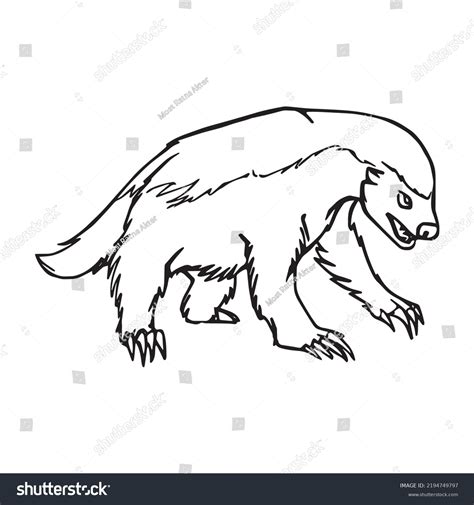 Beautiful Badger Line Art Imagesoutline Drawingvector Stock Vector ...