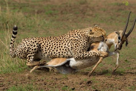 Cheetah catches an impala : natureismetal