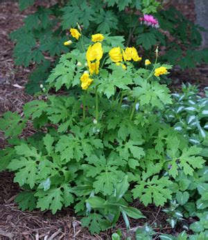 Celandine Poppy, Stylophorum diphyllum – Wisconsin Horticulture