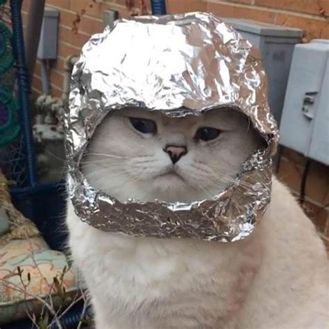 Did You Know That There’s a #TinFoilCat Movement That Protects Cats ...