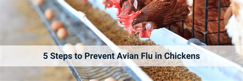 5 Steps to Prevent Avian Flu in Chickens in 2023