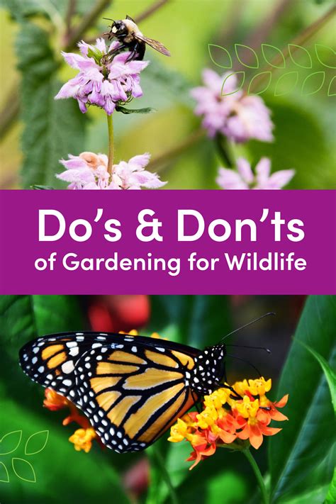 Do's & Dont's Of Gardening For Wildlife in 2023 | Low maintenance plants landscaping, Pollinator ...