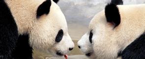 Giant Panda Behavior and Its Low-Stress Lifestyle