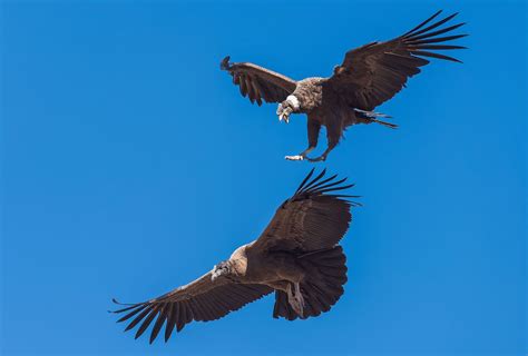 Andean Condor Wingspan