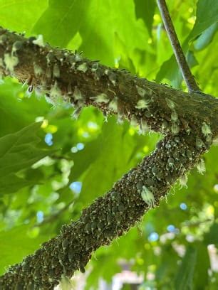 Woolly Aphids on Maple Trees | Extension Entomology