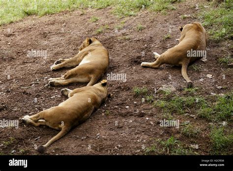 three female lions sleeping Stock Photo - Alamy