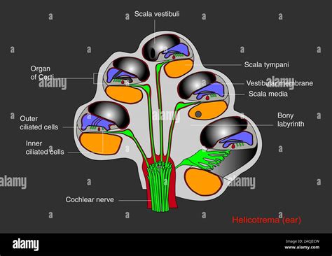 Helicotrema cochlear structure. Diagram of a cross-section through the cochlea (an organ found ...