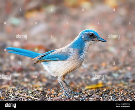 Western Scrub Jay Stock Photo - Alamy