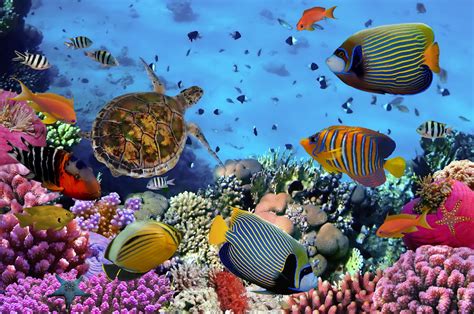 Restoring coral reefs benefits entire ecosystems and economies - Earth.com