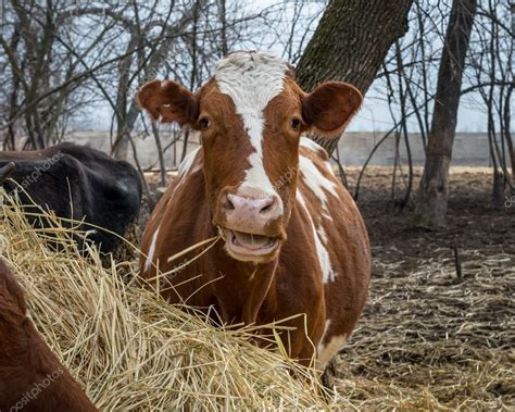 Cow and bull eating hay. Ukraine. — Stock Photo © kamira777 #102219448