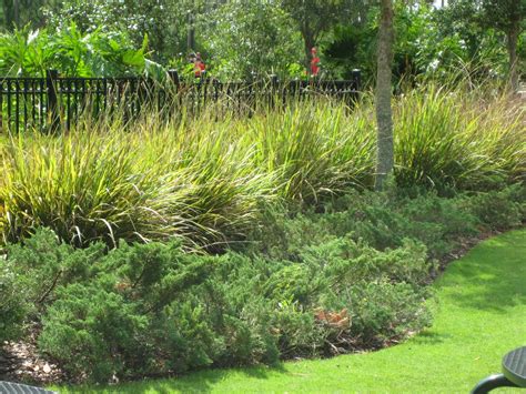 Florida Landscaping Shrubs | How To Grade Landscape