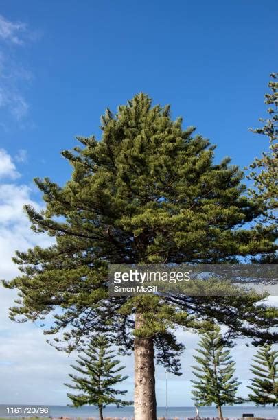 57 Norfolk Island Cuisine Stock Photos, High-Res Pictures, and Images ...