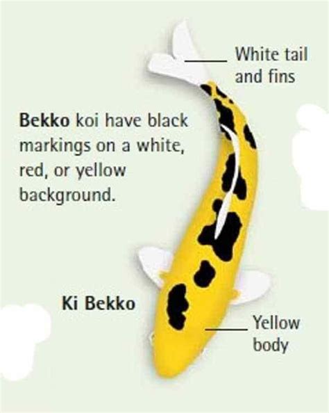 koi fish color chart 12 Koi Fish color meaning in English 2021 | Koi ...