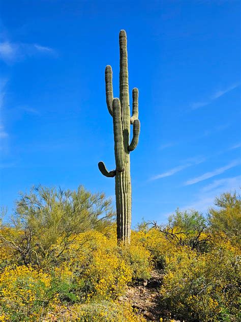 Saguaro cactus 1 - Arizona by wildplaces on DeviantArt