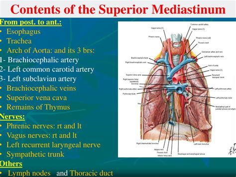 Superior Mediastinum Boundaries