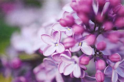 12 Facts Every Lilac Lover Should Know | Lilac tree, Lilac gardening, Lilac bushes