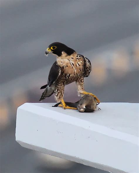 Falcon with Prey | Shutterbug