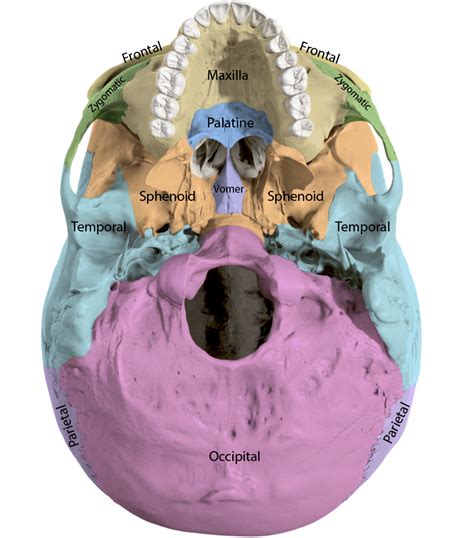 Human Skull Anatomy Inferior View