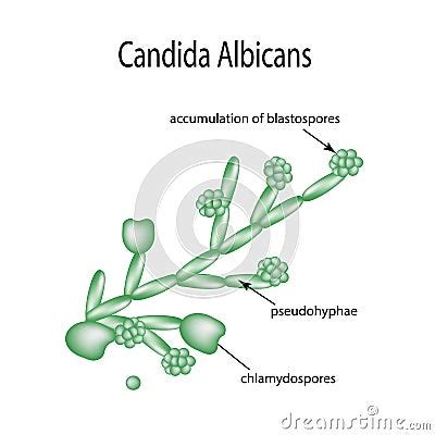 Structure Of Candida Albicans. Infographics. Vector Illustration On Background Stock Vector ...