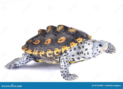 Ornate Diamondback Terrapin, Malaclemys Terrapin Macrospilota Stock Image - Image of water ...