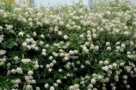 Viburnum 'Pragense' (Prague Viburnum)