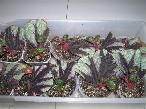 Start new plants from a begonia leaf – Artofit