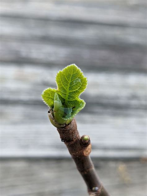 How to Propagate Fig Cuttings - Tracking Progress - Bunny's Garden