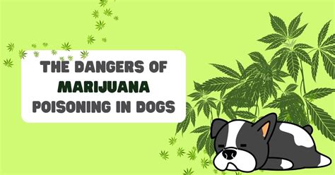 The Dangers of Marijuana Poisoning in Dogs | Waggle®