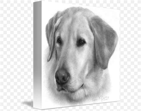 Labrador Retriever Golden Retriever Puppy Drawing, PNG, 589x650px ...